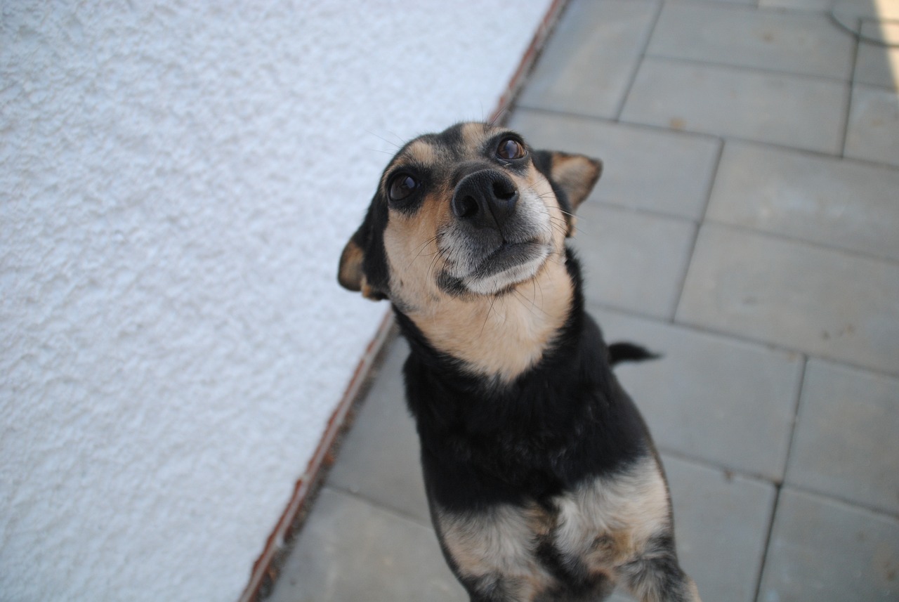 Comment éduquer votre chien au pot