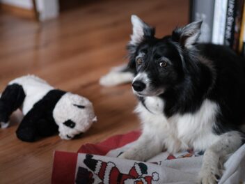 Les 8 races de chien qui ne vont jamais dépasser les bornes