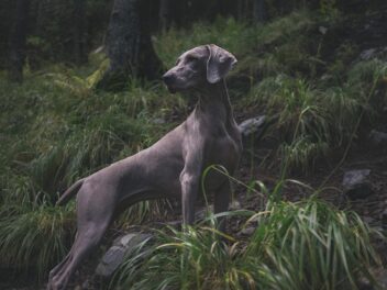 Comment gérer l&rsquo;instinct de chasse de votre chien