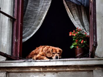 Ce que font les chiens lorsqu&rsquo;ils sont seuls à la maison