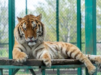 Les plus beaux zoos de Suisse