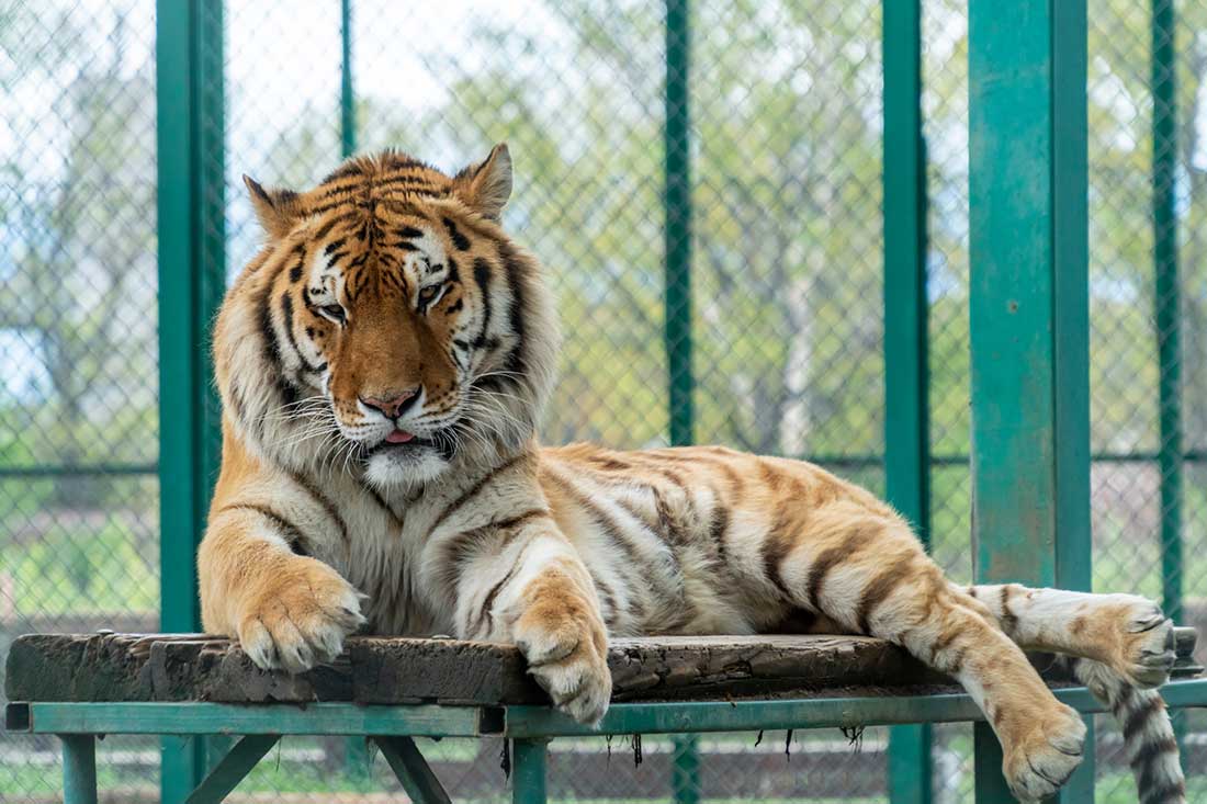 Les plus beaux zoos de Suisse
