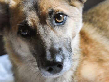 5 astuces pour un chien bien élevé