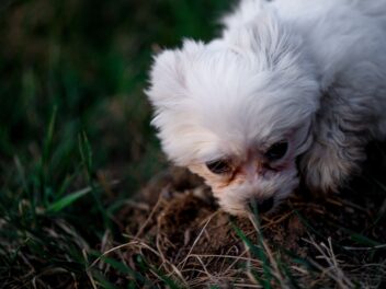 Voici 8 races de chien qui n&rsquo;aiment pas les bisous