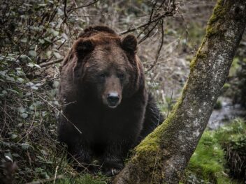 Un grand pyrénéen se lie d&rsquo;amitié avec un ours noir