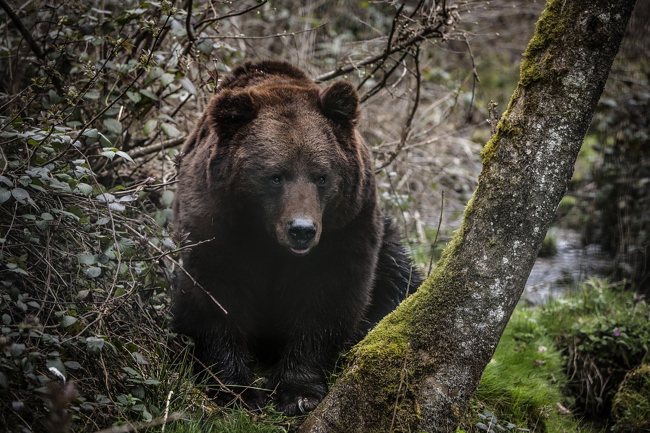 Un grand pyrénéen se lie d&rsquo;amitié avec un ours noir