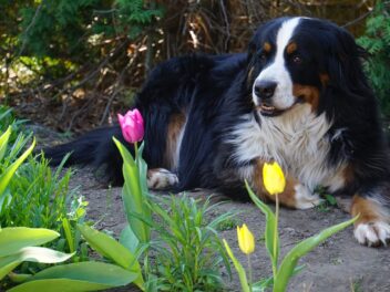 8 races de chien qui sont faciles à aborder