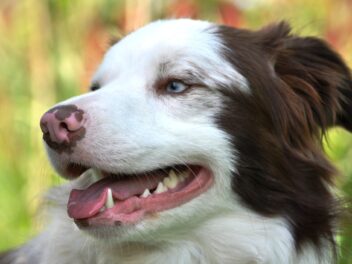 Voici les 8 races de chien qui sont les moins cordiales