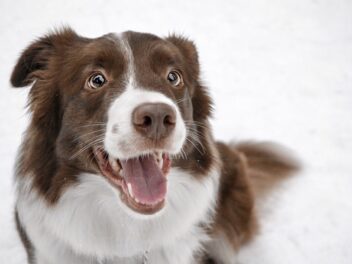 Voici 8 races de chien qui vont venir vous embêter