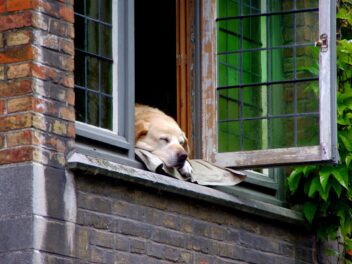 Que dois-je faire avec mon chien lorsque les femmes de ménage viennent ?