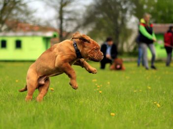 Voici les 8 races de chien qui sont les moins posées