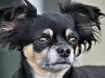 Que signifie le fait qu&rsquo;un chien tremble ?