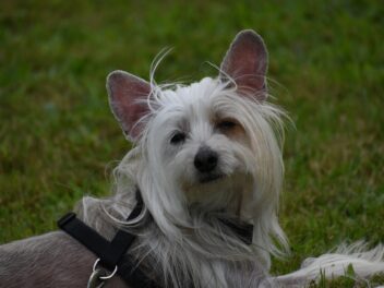 Les 8 races de chien qui sont vraiment les plus captivantes