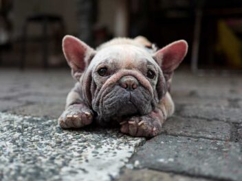 8 précieux conseils d&rsquo;un vétérinaire pour que votre chien vieillisse en pleine forme