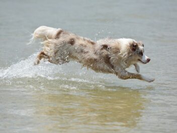 Les 8 races de chien qui sont pleines d’entrain