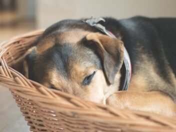 Le lit pour chien humain existe vraiment