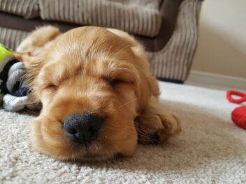 Qu&rsquo;arrive-t-il à votre chien si vous décédez?