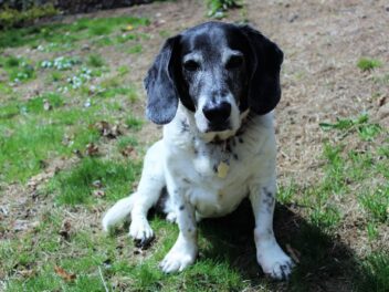 Une communauté dit au revoir au chien lors de sa dernière promenade
