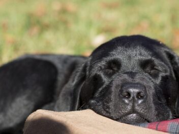 8 races de chien qui ne sont vraiment pas très accommodantes