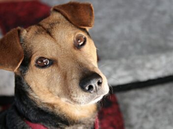 Voici 8 races de chien qui sont merveilleuses avec leur maitre