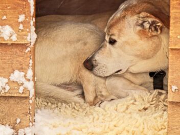 Le guide complet des niches pour chiens