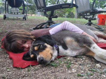 Les races de chiens qui adorent être les plus être serrées contre vous