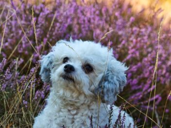 Voici les 8 races de chien qui font preuve de bonne volonté
