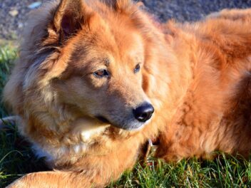 Découvrez ces races de chien qui ne demandent pas une grande vigilance