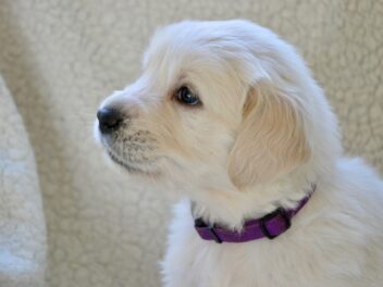 Voici les 8 races de chien qui perdent le plus leur pelage