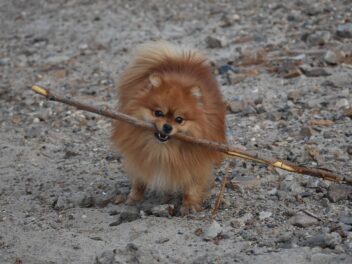 8 races de chien qui sont vraiment les plus motivées