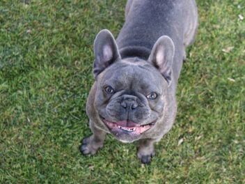 Découvrez les races de chien qui ne vont pas passer inaperçues