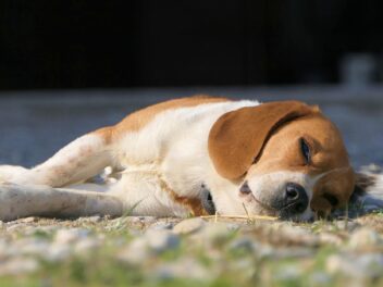 Voici 8 races de chien qui ne sont pas décontractées