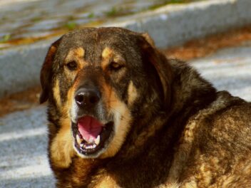 Comment faire pour que le chien de votre voisin arrête d&rsquo;aboyer ?