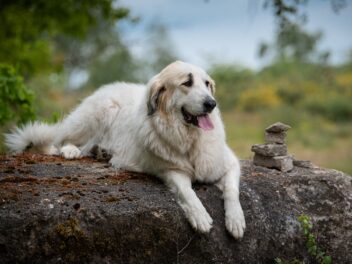Voici les 8 races de chien qui font preuve d&rsquo;une très grande sérénité