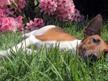 Voici 8 races de chien qui ne sont pas très motivées