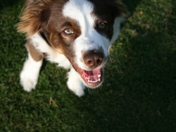 Voici les 8 races de chien qui sont les plus cordiales