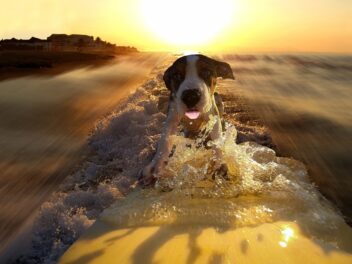 Des chiens participent à une compétition de surf