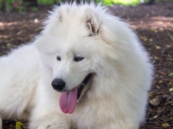 Voici les 8 races de chien qui ont une volonté de fer