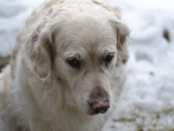 Que faire si un chien sans laisse s&rsquo;approche de vous ?