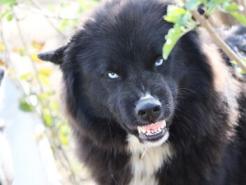 Voici les 8 races de chien qui n&rsquo;aiment pas du tout être câlinées