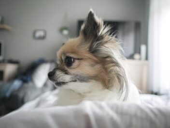 Quelles sont les races de chiens qui aiment vivre en appartement ?