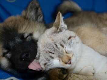 Voici les 8 races de chien qui sont les plus arrangeantes