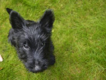 Voici 8 races de chien qui sont les moins dissipées