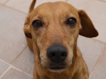 La façon dont votre chien voit le monde