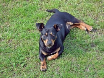 Voici les 8 races de chien qui sont les plus hospitalières