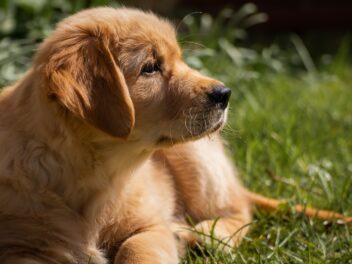 Les meilleurs trucs à apprendre à un nouveau chiot