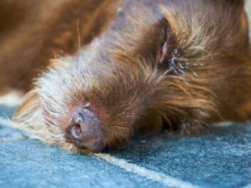 Des façons significatives de commémorer votre chien