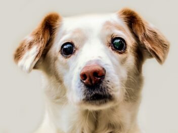 Les 8 races de chien qui ne dépassent jamais les limites