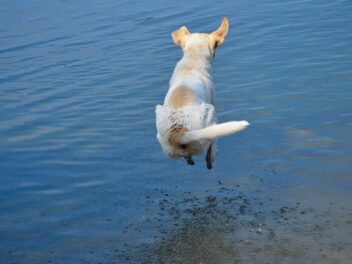 Un chien saute de plus de 10 mètres lors d&rsquo;une compétition de plongeon à San Diego