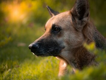 Un chien attaqué par des abeilles tueuses sauvé